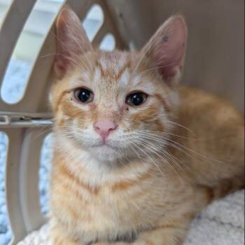 Cheese Puff -  Domestic Short Hair Cat for Adoption in Cumming, Georgia - Cheese Puff | PetCurious