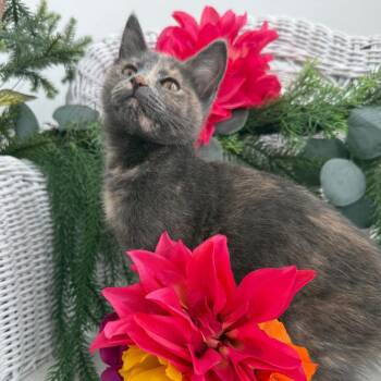 Batty Betty Shell 56442 -  Domestic Short Hair Cat for Adoption in Eaton Rapids, Michigan - Batty Betty Shell 56442 | PetCurious