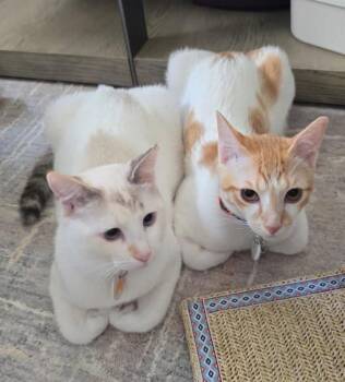 Oki & Yuki -  Siamese and Domestic Short Hair Cat for Adoption in Hanson, Massachusetts - Oki & Yuki | PetCurious