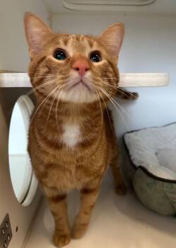 Domestic Short Hair Cats Available for Adoption - Pippa - Sponsored By The Keay Family | PetCurious