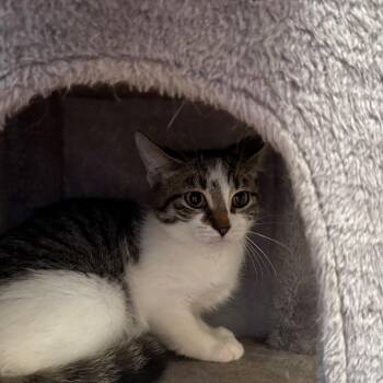 Hunteress -  Domestic Short Hair Cat for Adoption in Ballston Spa, New York - Hunteress | PetCurious