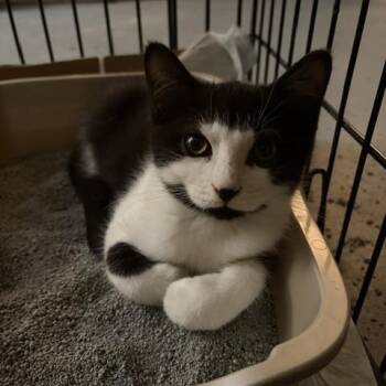 Orion -  Domestic Short Hair Cat for Adoption in Midland, Michigan - Orion | PetCurious