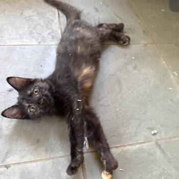 Cocoa -  Domestic Short Hair Cat for Adoption in Granby, Missouri - Cocoa | PetCurious