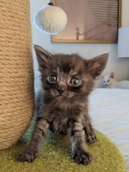 Rescue Domestic Short Hair Cats for Adoption in Los Angeles, California - Wetzel | PetCurious