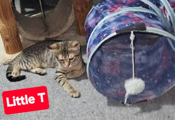 Rescue Domestic Short Hair Cats for Adoption in The Dalles, Oregon - Little T / Ms T | PetCurious