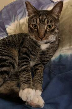 Kitty -  Domestic Short Hair Cat for Adoption in Los Angeles, California - Kitty | PetCurious