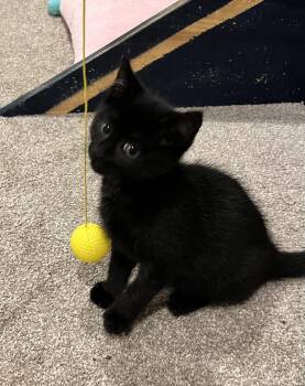 Chestnut -  Domestic Short Hair Cat for Adoption in Andover, Connecticut - Chestnut | PetCurious