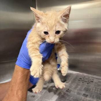 Gus -  American Shorthair and Domestic Short Hair Cat for Adoption in Marshall, Texas - Gus | PetCurious