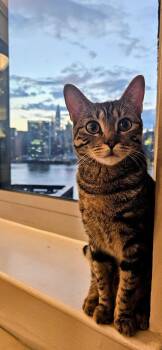 Rescue Domestic Short Hair Cats for Adoption in New York, New York - Dasha | PetCurious