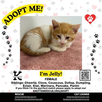 Jelly -  Domestic Short Hair Cat Available for Adoption in OSBORNVILLE, New Jersey - Jelly | PetCurious