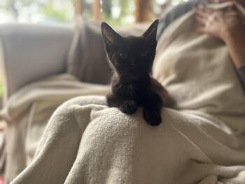 Rescue Domestic Short Hair Cats for Adoption in Gradyville, Kentucky - Selena | PetCurious