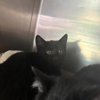 Domestic Short Hair Cats Available for Adoption in Brockton, Massachusetts - Gabby | PetCurious
