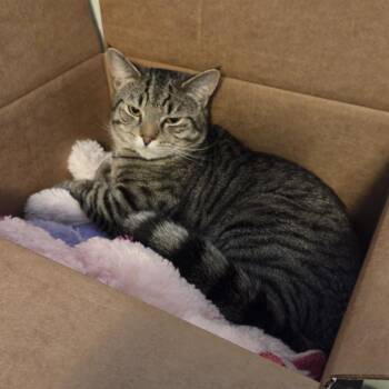 Domestic Short Hair Cats Available for Adoption in Philadelphia, Pennsylvania - Miko | PetCurious