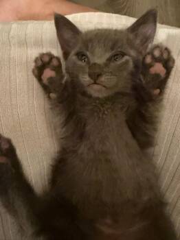 Rhythm 5234 -  Domestic Short Hair Cat for Adoption in Bonsall, California - Rhythm 5234 | PetCurious