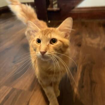 Bologna -  Domestic Medium Hair Cat for Adoption in Amboy, Illinois - Bologna | PetCurious