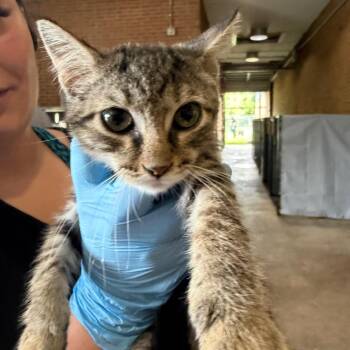 Laird -  Domestic Short Hair Cat for Adoption in Birmingham, Alabama - Laird | PetCurious