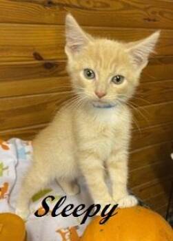 Sleepy -  Tabby Cat for Adoption in Southern Pines, North Carolina - Sleepy | PetCurious