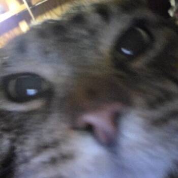 Domestic Short Hair Cats Available for Adoption in Canal Winchester, Ohio - Max | PetCurious