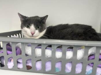 Domestic Short Hair Cats Available for Adoption - Arugula | PetCurious