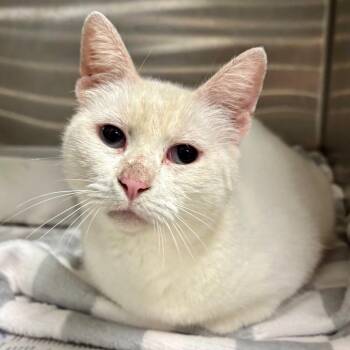Jelly Cat -  Domestic Short Hair Cat for Adoption in Austin, Texas - Jelly Cat | PetCurious