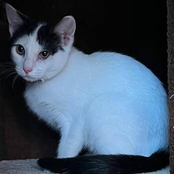 Corabell -  Domestic Short Hair Cat for Adoption in Harrisonburg, Virginia - Corabell | PetCurious