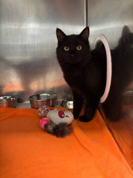 Domestic Long Hair Cats Available for Adoption - Jet | PetCurious