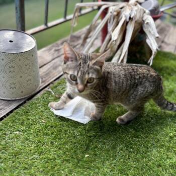 Domestic Short Hair Cats Available for Adoption - Junie | PetCurious