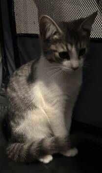 Hudson -  Domestic Short Hair Cat for Adoption in Tacoma, Washington - Hudson | PetCurious