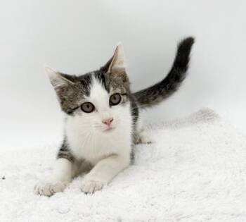 Refrigerator -  Domestic Short Hair Cat for Adoption in Bowling Green, Kentucky - Refrigerator | PetCurious