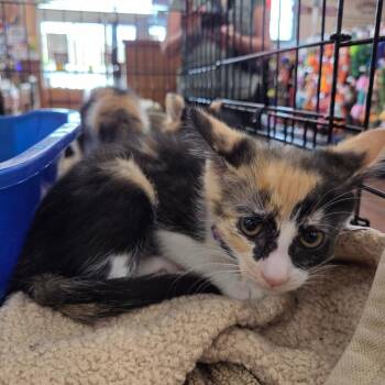 Domestic Short Hair Cats Available for Adoption in San Diego, California - Cholula | PetCurious