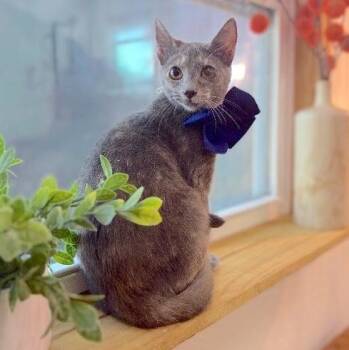 Abilene Meowling -  Dilute Calico and Domestic Short Hair Cat for Adoption in Friendswood, Texas - Abilene Meowling | PetCurious