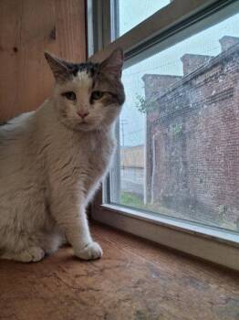 Homer -  Domestic Short Hair Cat for Adoption in Berwick, Pennsylvania - Homer | PetCurious
