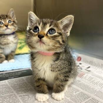 Garden Salad (Pink Collar) -  Domestic Short Hair Cat for Adoption in Winston-salem, North Carolina - Garden Salad (Pink Collar) | PetCurious