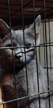 Tabby Cats Available for Adoption in Blairsville, Georgia - Woodstock | PetCurious