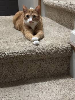 Nugget -  American Shorthair Cat for Adoption in Greenfield, Indiana - Nugget | PetCurious