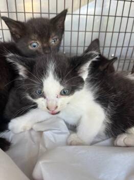 Rescue Domestic Short Hair Cats for Adoption in Doral, Florida - STEVE | PetCurious
