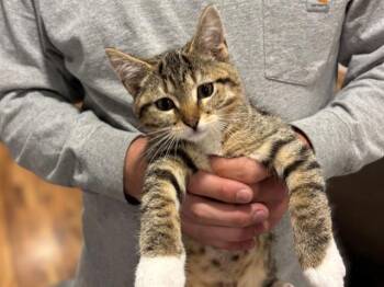 MOOSE -  Domestic Short Hair Cat for Adoption in Fort Wayne, Indiana - MOOSE | PetCurious