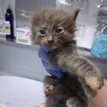 Pine @ Azalea Square PetSmart -  Domestic Medium Hair Cat for Adoption in Summerville, South Carolina - Pine @ Azalea Square PetSmart | PetCurious