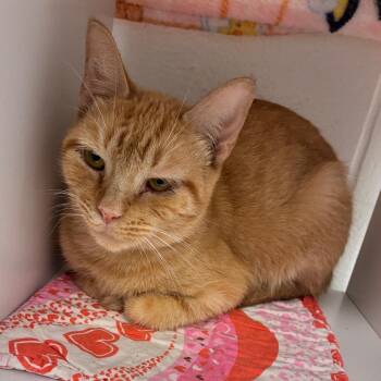 Cantaloupe -  Domestic Short Hair Cat for Adoption in Dayton, Ohio - Cantaloupe | PetCurious
