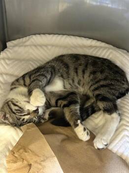 SIR POUNCE-A-LOT* -  Domestic Short Hair Cat for Adoption in Santa Cruz, California - SIR POUNCE-A-LOT* | PetCurious