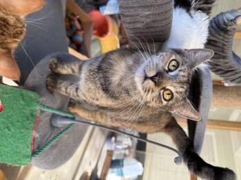 Domestic Short Hair Cats Available for Adoption in Fresno, California - Cookie  | PetCurious