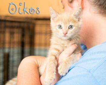 Oikos -  Domestic Short Hair Cat for Adoption in Somerset, Pennsylvania - Oikos | PetCurious