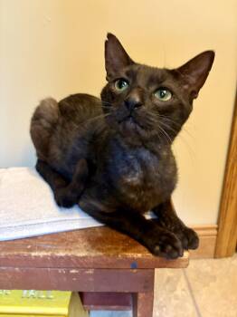 Nelson -  Domestic Short Hair Cat for Adoption in Wheaton, Illinois - Nelson | PetCurious