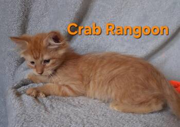 Crab Rangoon -  Domestic Medium Hair Cat for Adoption in Peoria, Illinois - Crab Rangoon | PetCurious