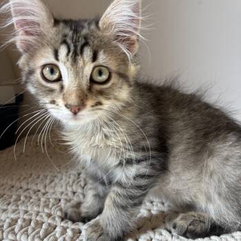Willy -  Domestic Long Hair Cat for Adoption in Mantua Township, New Jersey - Willy | PetCurious