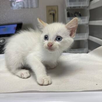 Zima -  Domestic Short Hair Cat for Adoption in San Antonio, Texas - Zima | PetCurious