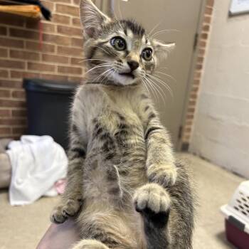 Domestic Medium Hair Cats Available for Adoption in Birmingham, Alabama - Goose | PetCurious