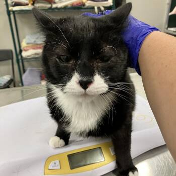 110513 -  Domestic Short Hair Cat for Adoption in Las Cruces, New Mexico - 110513 | PetCurious