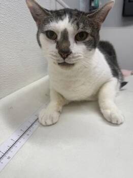 Smudge -  Domestic Medium Hair and Domestic Short Hair Cat for Adoption in West Chester, Pennsylvania - Smudge | PetCurious