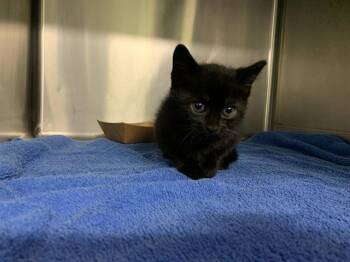 CLEO -  Domestic Short Hair Cat for Adoption in Grand Prairie, Texas - CLEO | PetCurious